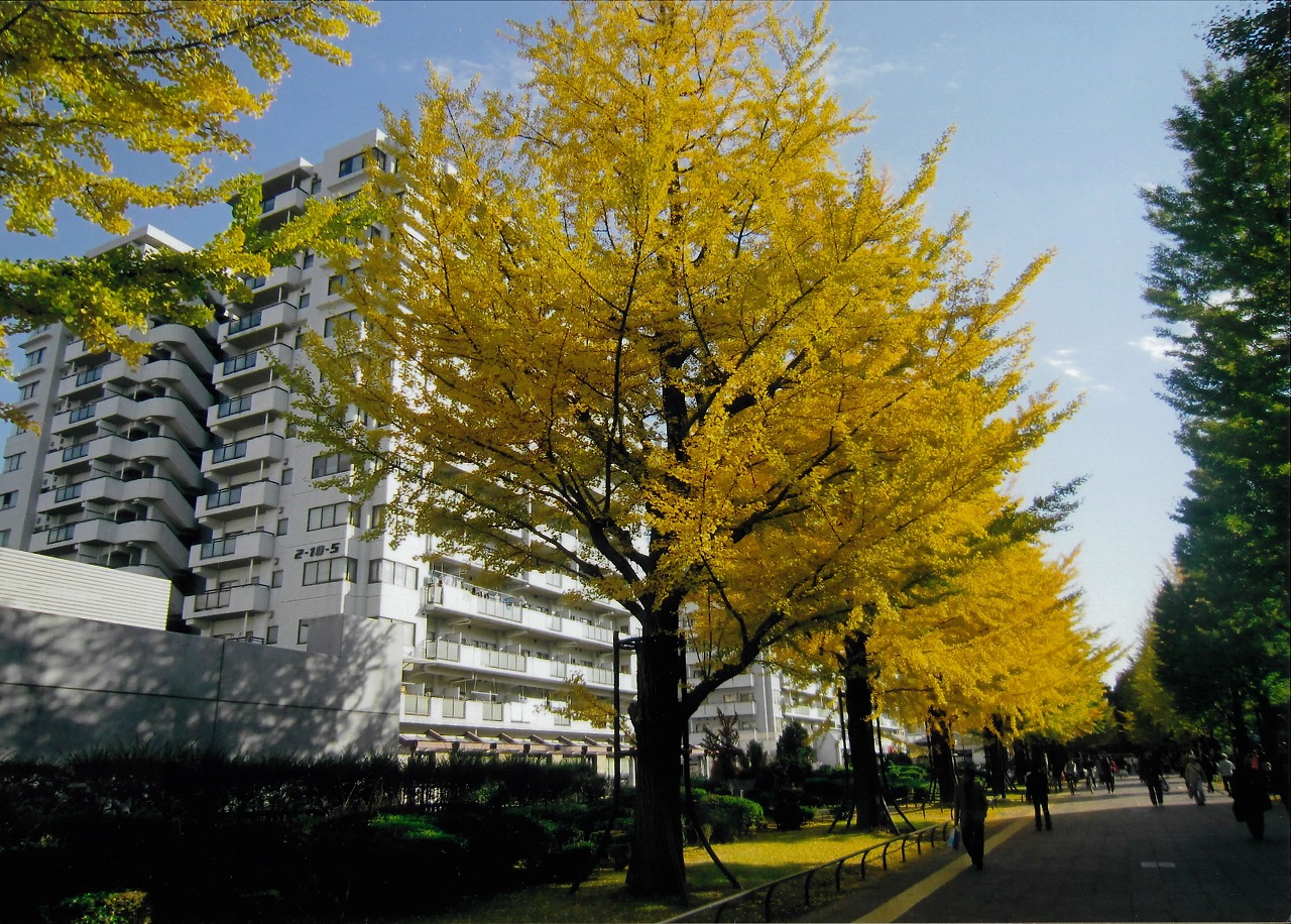 東京都練馬区にあるUR賃貸住宅 光が丘パークタウン プロムナード十番街の周辺写真 2/14